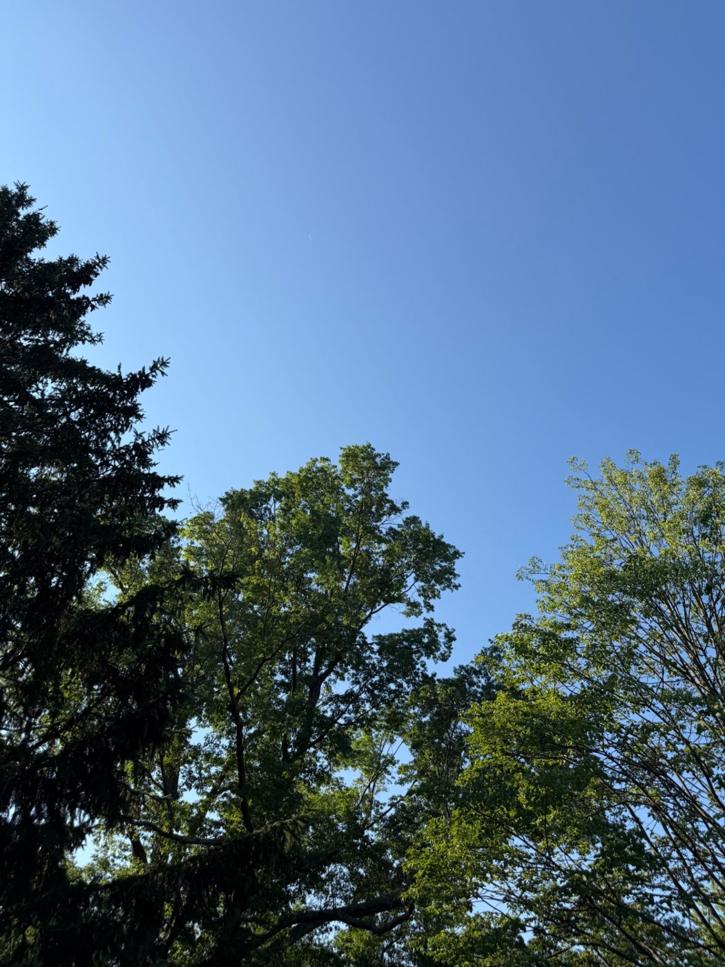 Summer treetops against a clear blue sky, photo by Nicholas J. Tropiano