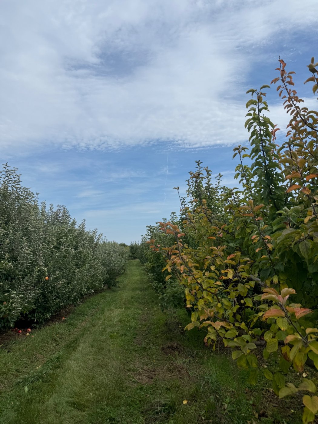 A grass path between orchard rows, photo by Nicholas J. Tropiano