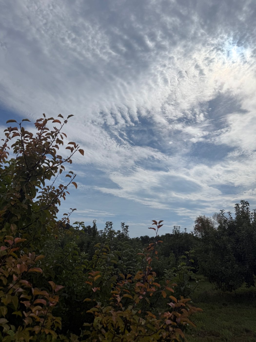 Orchard leaves under a rippled autumn sky, photo by Nicholas J. Tropiano