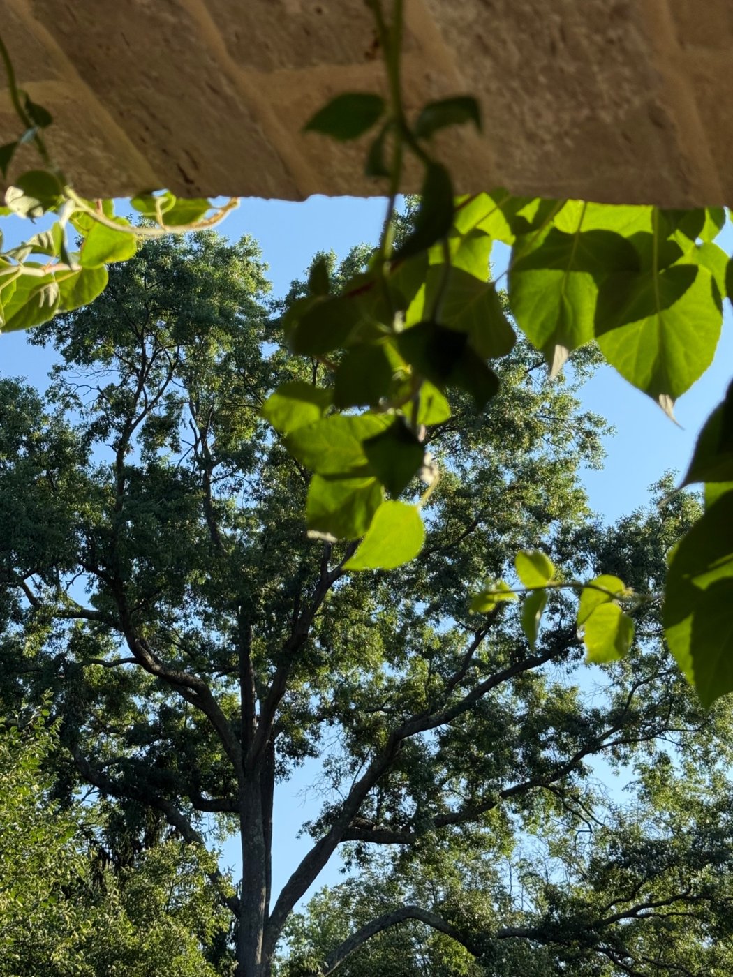 Sunlit leaves hanging overhead with trees beyond, photo by Nicholas J. Tropiano