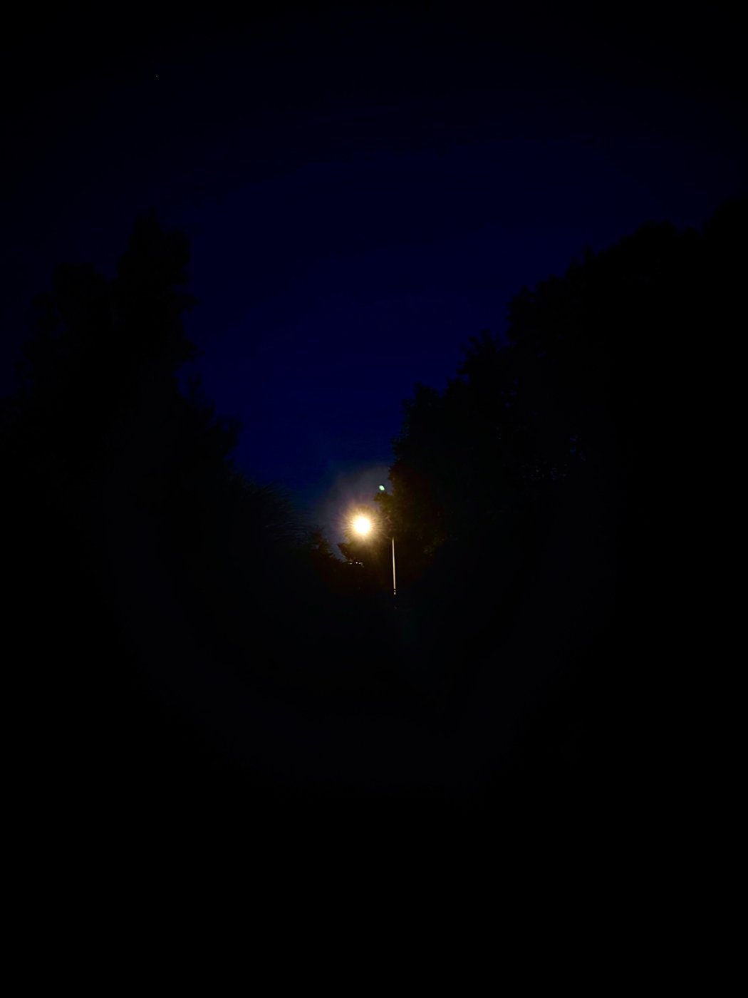 A single streetlight in the dark between trees, photo by Nicholas J. Tropiano